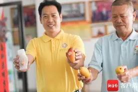 又到丰收季！三亚芒果出岛量已近20万吨图片