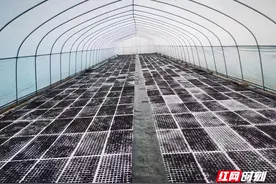 桑植县利福塔镇：奏响春耕生产“交响曲”图片