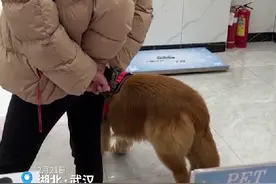 宠物医生给主人交代病情，狗子在一旁吓得腿打颤，网友：原来狗狗也怕医生图片