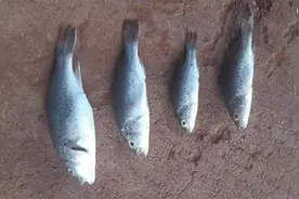 澳大利亚一沙漠边缘地区降“活鱼雨”，鱼类学家称以前也发生过图片