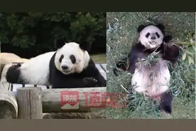 “丫丫”现状曝光！或将提前回国图片