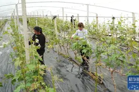 山东：大棚葡萄花开早 果农修剪护理忙图片