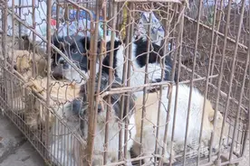 104只“毛孩子”！钟祥市农业农村局查获一处非法贩狗窝点图片