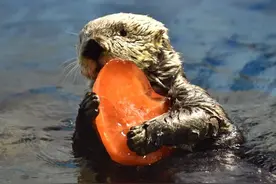 仅剩三只！日本水族馆不久恐难再见海獭图片