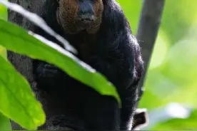 白面僧面猴很像假发成精图片