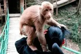 视评来了丨“人猴分离” 猴哥儿们冤吗？图片