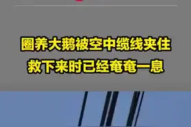 咋上去的？ 大鹅被缆线卡住，男子救下炖汤图片