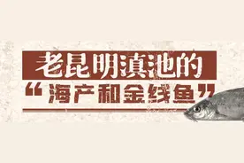 老昆明滇池的“海产”和“海味”金线鱼图片