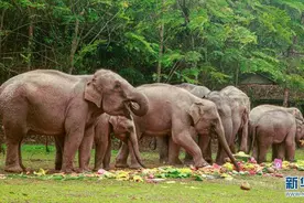 这头小象的生日如此隆重 原因竟是……图片