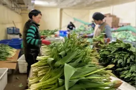 “郁”见春天！兰州新区秦川农业产业园30万支郁金香俏丽上市图片