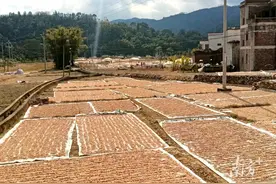 阳春市双滘镇：发展沙姜产业，走出特色增收致富路图片