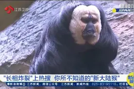 因长相“炸裂”，这猴火上热搜！网友：它在山海经第几页？图片