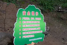 黔灵山也要“人猴分离”？景区回应：赶猴上山，勿投喂图片