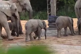 抢食物、玩沙浴……第六头小非洲象首次亮相清远图片