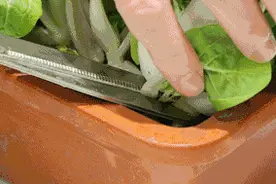 最全“阳台种菜”指南，快收藏！一次学会10种，省钱省心、一年四季鲜蔬不断~图片