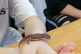 “懒”养爬宠的年轻人：养蛇养龟养守宫，省事治愈花销少图片