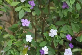 鸳鸯茉莉，香似茉莉，非茉莉也！图片