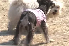 宠物也有社交，济南这个公园成为“汪汪小队”玩耍好去处！图片