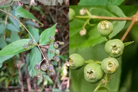 科研人员在湖北竹溪发现两个植物新物种图片