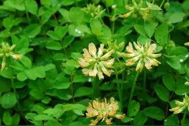 世界罕见！湖北一地接连发现图片