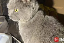 戴定位器的爱猫失踪，显示被运至广州，女孩跨越1600公里救出图片