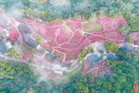 “梅”好风光图片