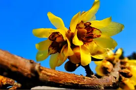 春暖花开景色美，蓝天相伴来踏春图片