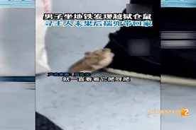 坐地铁竟然遇上仓鼠车厢内乱窜还爬脚！这是啥情况？图片