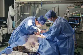 12岁女孩突患暴发性心肌炎心脏停摆，ECMO治疗6天后成功转出ICU图片