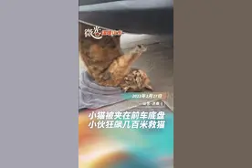 温暖山东丨小猫被夹前车底盘，小伙狂飙几百米救下图片
