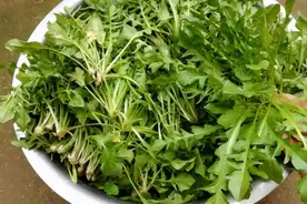 美食、插花……荠菜妙用小贴士→图片