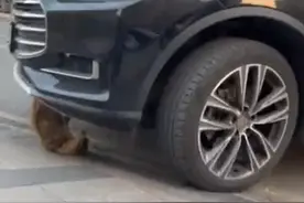 男子偶遇小猫卡在底盘“狂飙”几百米提醒救援：是一条生命值得争取图片