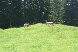 《猫和老鼠》里走出的“奶酪之王”图片