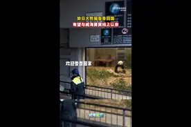 从日本刚回来的大熊猫“香香”有望与在山东的“舅舅”认亲图片