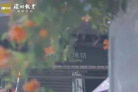 航拍深圳｜鹏城春暖 心花“路”放图片