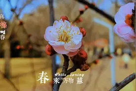 不负三月春光好图片