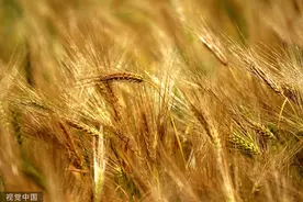 印度气象部门：今春将再迎热浪，或影响收获季节小麦产量图片