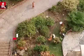 我要投诉 |  流浪狗成群结队闯入小区乱吼乱扑吓坏居民图片