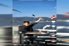 “太不雅观！太恶劣！太不应该了！”男子手举面包抓海鸥图片