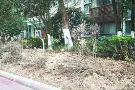 合肥一小区景观池成“臭水沟” 物业：正在积极整改图片