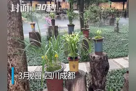30秒｜雅兰幽香满蓉城 杜甫草堂兰花展开展图片