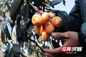 攒了一冬的甜 米易枇杷借力新电商走出川西大山图片