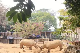 南宁出游推荐｜仅2天！南宁动物园周末门票优惠，带娃去看动物啦！图片