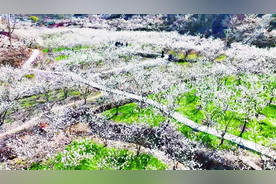 永仁县“十里樱桃谷”花“漫”成海图片