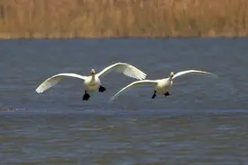 猫的身体黄鼠狼的头，国家一级保护动物沉寂10多年如今一个月露面29次图片