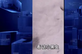 “下虫子了？” 哈尔滨大雪过后神秘小虫扎堆……图片