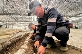 我们“春收”啦！头茬羊肚菌抢“鲜”上市图片