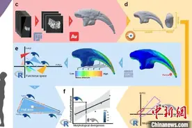 手盗龙类恐龙之“手”为何奇异？最新研究揭秘指爪演化之谜图片