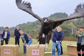 让它们回家！广西放归一批被救护候鸟图片