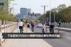 周末打卡松山湖黄花风铃木，这么走，准不堵（附视频）图片